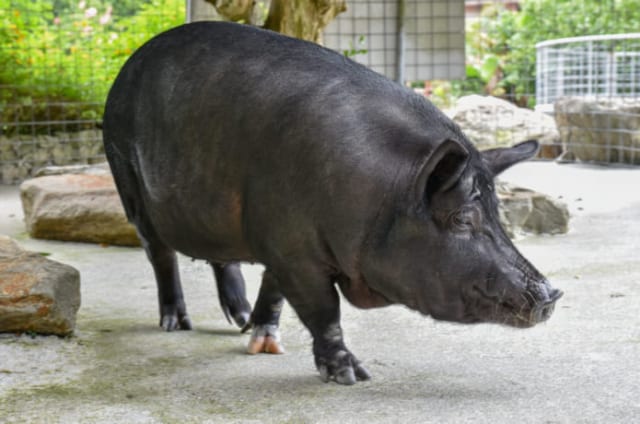 沖縄から高級 アグー豚 をお取り寄せ 絶品しゃぶしゃぶなどおすすめの食べ方指南も たべごと